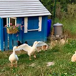Pet And Breakfast Pet Friendly *
