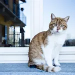 Appartement Pet And Breakfast Pet Friendly Moncalvo