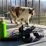 Appartement Pet And Breakfast Pet Friendly
