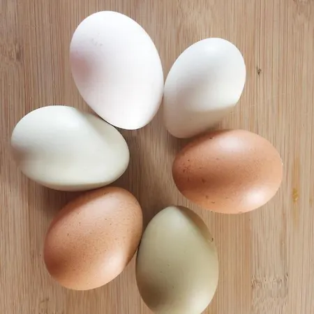 Apartmán Pet And Breakfast Pet Friendly *