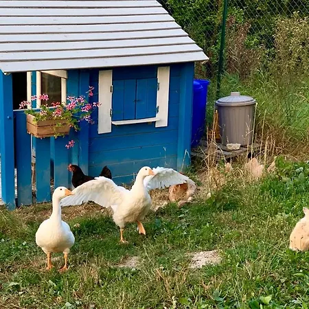 Pet And Breakfast Pet Friendly *