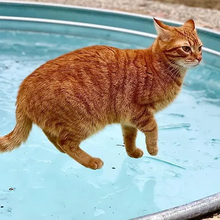 Pet And Breakfast Pet Friendly Apartmán